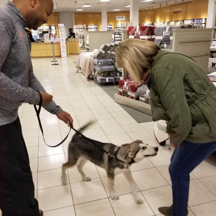 Sura Dog Training provides easy, fun, and effective dog training. Reactive fearful dog training, puppy training, and dog behavior issues. Looking for the best dog trainer in Bremerton, Bainbridge Island, and Kitsap County? Sura Dog Training uses dog training and puppy training methods by Ian Dunbar. Veterinarian recommended. Positive reinforcement, dog friendly dog training. No force, pain, or fear. All breeds welcome.