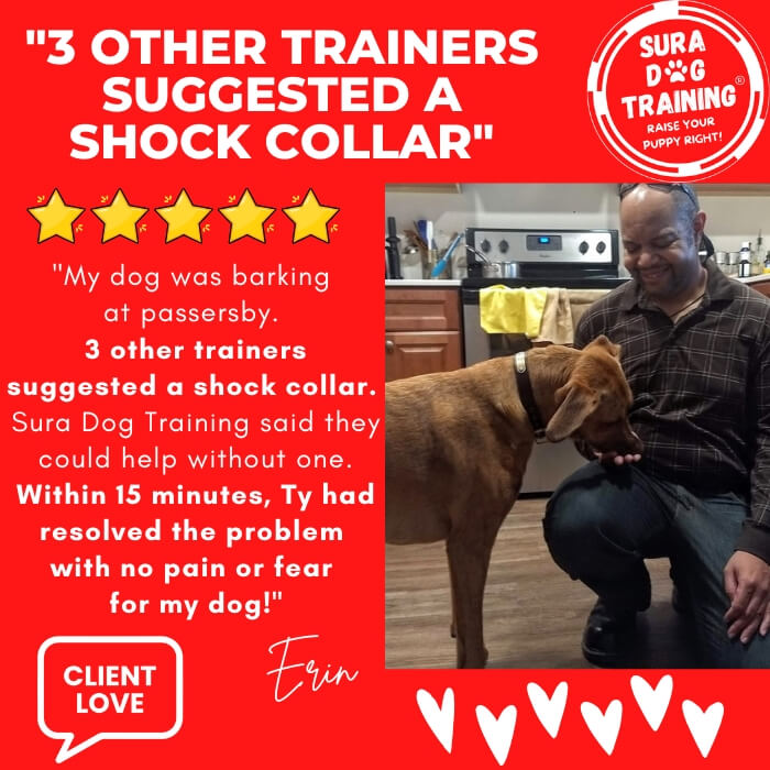 5 Star Customer Google Review for Sura Dog Training for reactive barking dogs. Three other trainers suggested a shock collar but Sura Dog Training resolved the issue with no pain or fear. Looking for the best dog trainer in Bremerton, Bainbridge Island, and Kitsap County? Sura Dog Training uses dog training and puppy training methods by Ian Dunbar. Veterinarian recommended.