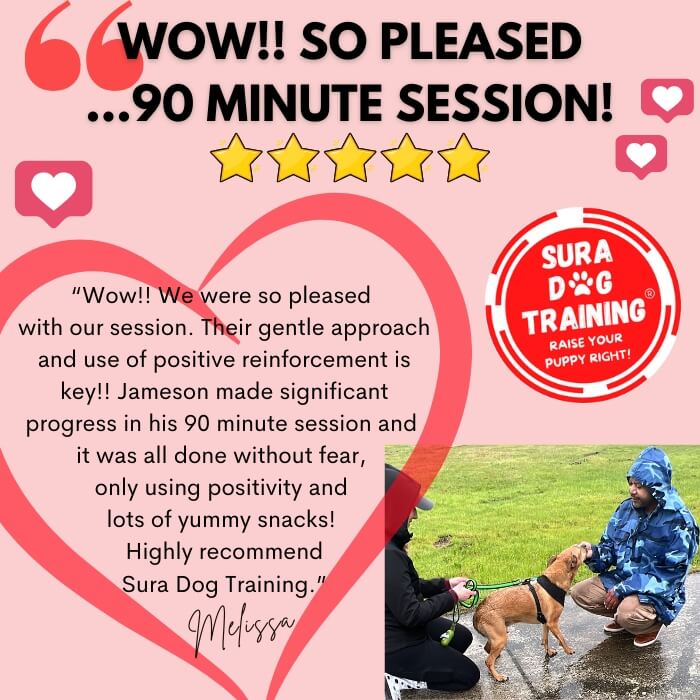 5 Star Customer Google Review for Sura Dog Training for reactive fearful dogs. Backed by science, gentle, positive reinforcement, dog friendly. Looking for the best dog trainer in Bremerton, Bainbridge Island, and Kitsap County? Sura Dog Training uses dog training and puppy training methods by Ian Dunbar. Veterinarian recommended. 96% of our clients only need ONE session!