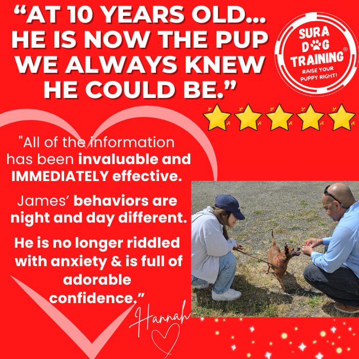 5 Star Customer Google Review for Sura Dog Training for reactive, fearful, anxious dogs. Invaluable and effective dog training. Looking for the best dog trainer near me in Kitsap County? Sura Dog Training uses dog training and puppy training methods by Ian Dunbar. 96% of our clients only need ONE session to achieve success! Puppy classes near me Kitsap. Veterinarian recommended. Quick, easy, effective, Certified professional, backed by science dog training free from force, pain, and fear. All breeds welcome.